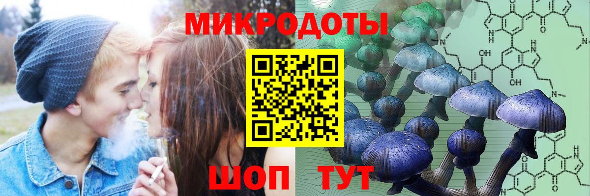 Псилоцибиновые грибы Psilocybine cubensis Великий Новгород